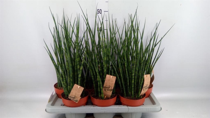 <h4>Sansevieria  'Fernwood'</h4>