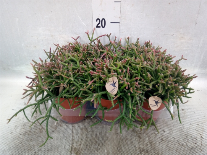 <h4>Rhipsalis burchellii</h4>