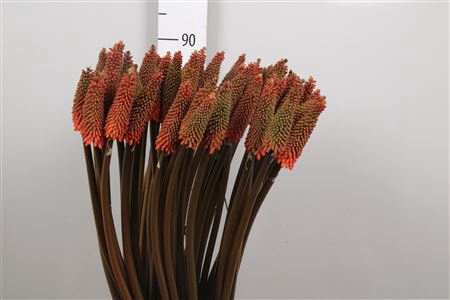 <h4>Kniphofia Alcazar</h4>