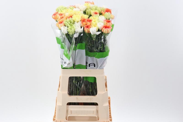 <h4>Di St Rainbow Mix Yellow</h4>