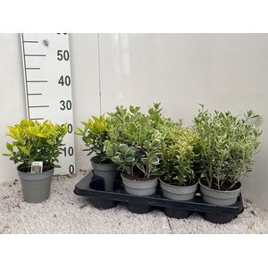 Euonymus japonicum mix 13Ø 30cm