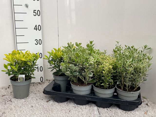 Euonymus japonicum mix 13Ø 30cm