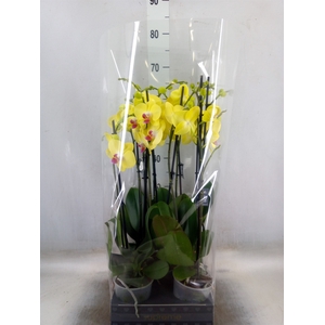 Phalaenopsis   ...yellow