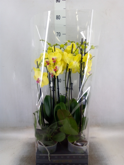 <h4>Phalaenopsis   ...yellow</h4>