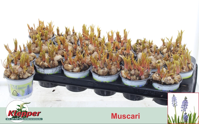 <h4>Muscar Early Bird</h4>