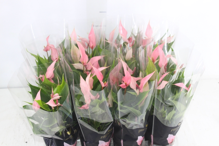 <h4>ANTHURIUM LILLI P09 PREMIUM</h4>