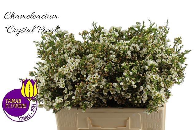 <h4>CHAME CRYSTAL PEARL</h4>