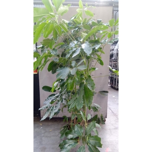 Schefflera actin. 'Amate'