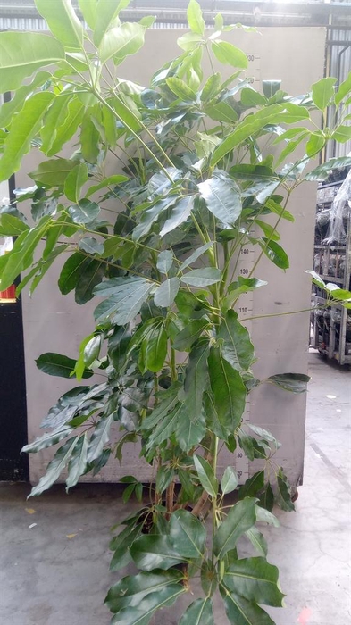 <h4>Schefflera actin. 'Amate'</h4>