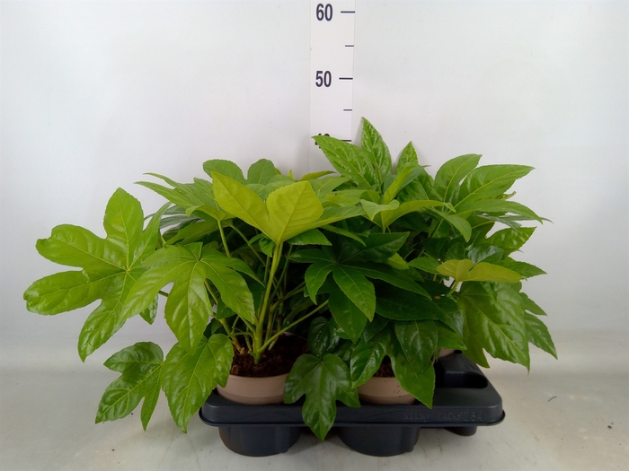 <h4>Fatsia japonica   ...</h4>
