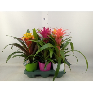Bromelia   ...mix