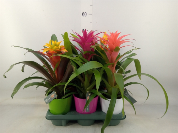 <h4>Bromelia   ...mix</h4>