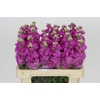 Matthiola Iron Hot Pink