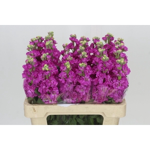 Matthiola Iron Hot Pink
