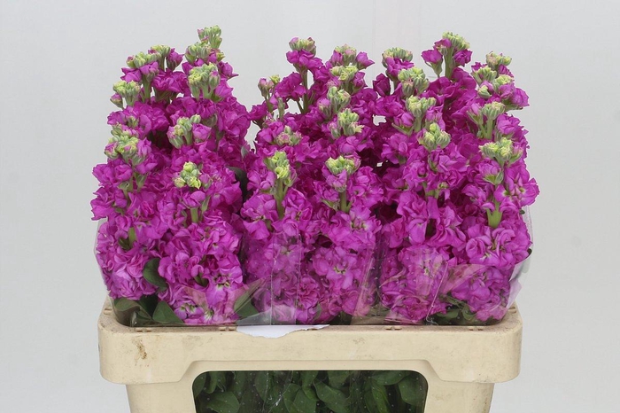 Matthiola Iron Hot Pink