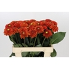 Dahlia Orange Fox
