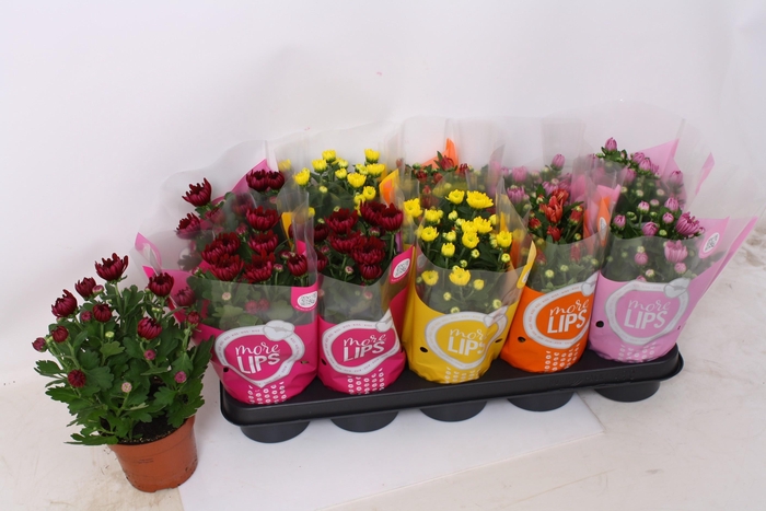 <h4>CHRYS GEM 7 KL</h4>