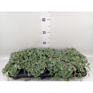 Glechoma hederacea 'Variegata'