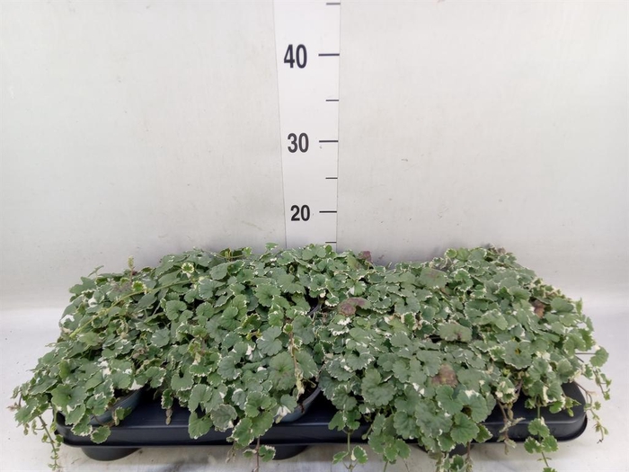 <h4>Glechoma hederacea 'Variegata'</h4>