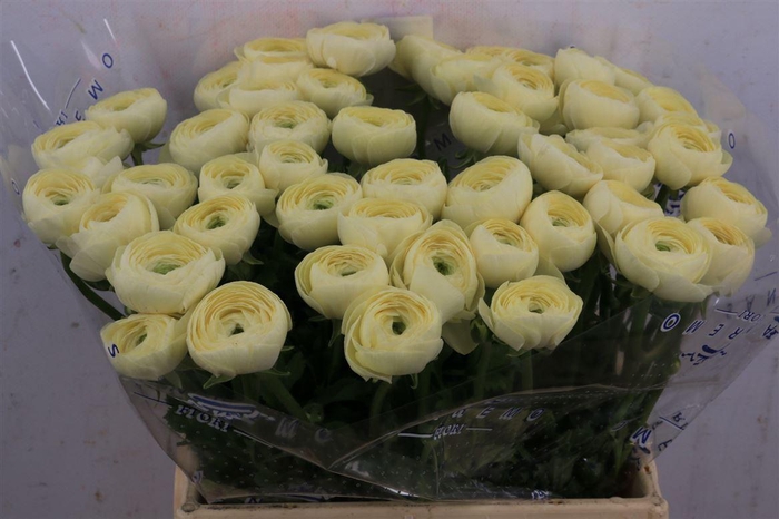 Ran Cloni Ex Commedia