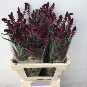 LYSIM ATROPURPUREA