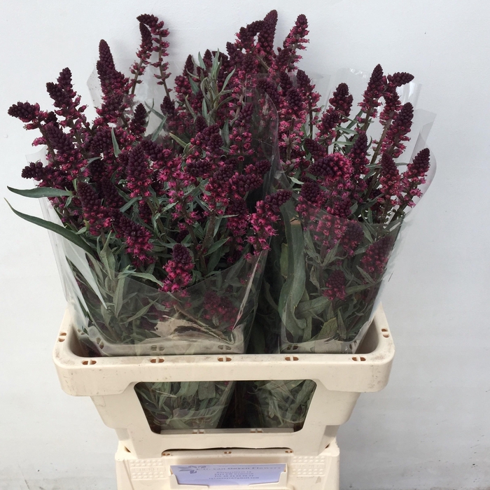 <h4>LYSIM ATROPURPUREA</h4>