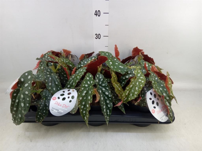 <h4>Begonia maculata</h4>