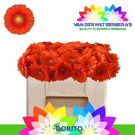 <h4>Ge Mi Dorito 07 CM,AQUA,(NL),MPS A,(20)</h4>