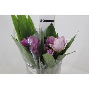 CURCUMA