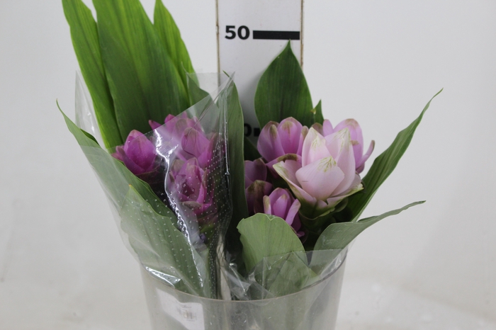 <h4>CURCUMA</h4>