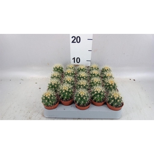 Echinocactus grusonii