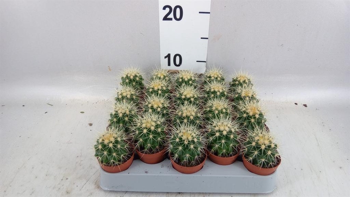 <h4>Echinocactus grusonii</h4>