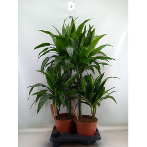 Dracaena frag. 'Janet Craig'