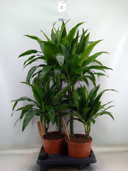 <h4>Dracaena frag. 'Janet Craig'</h4>