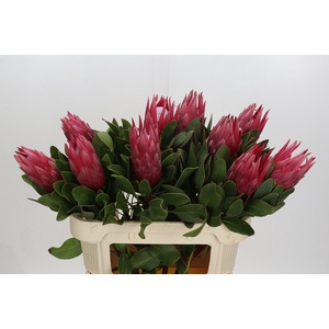 Protea Cynaroides Madiba