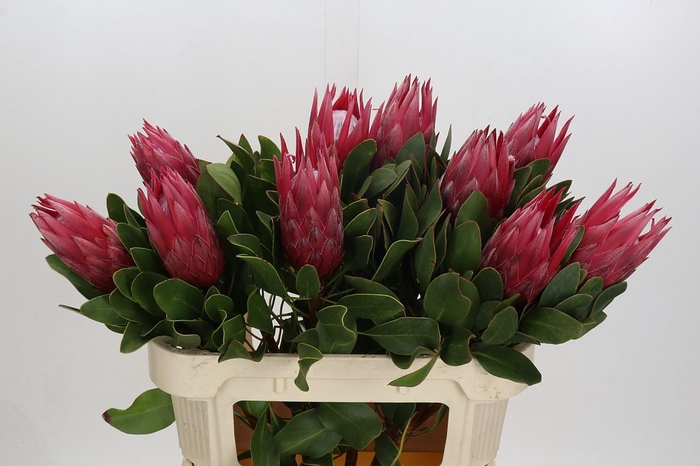 <h4>Protea Cynaroides Madiba</h4>