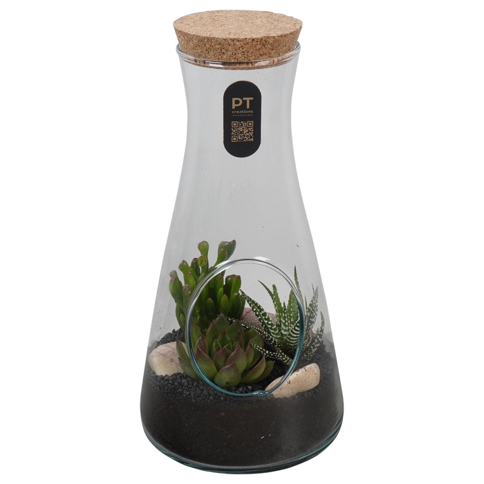 <h4>PTSU8513 Arrangement Succulenten in glazen fles</h4>