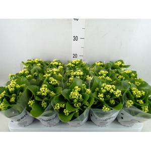 Kalanchoe blos. 'RosFlow Sia'