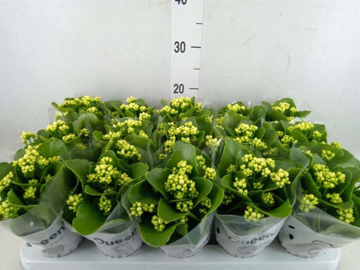 <h4>Kalanchoe blos. 'RosFlow Sia'</h4>