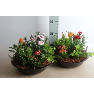ARR TUINPLANTEN