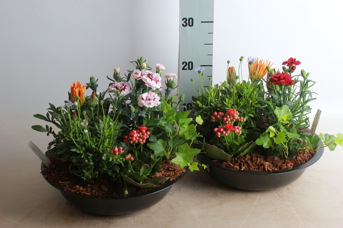 <h4>ARR TUINPLANTEN</h4>