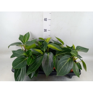 Peperomia