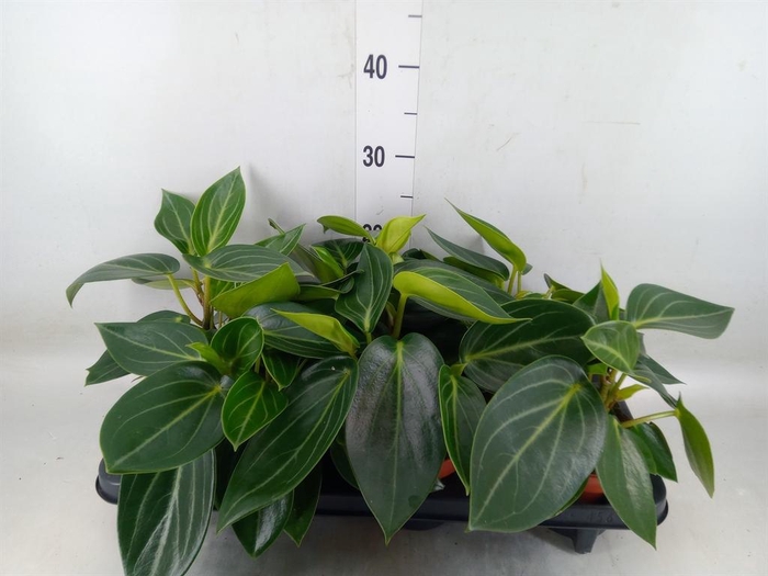 <h4>Peperomia</h4>