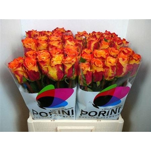 R Gr Silantoi@ (medium)