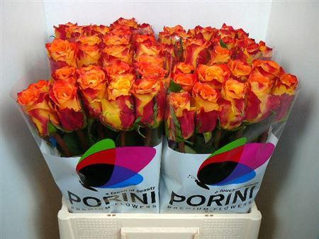 <h4>R Gr Silantoi@ (medium)</h4>