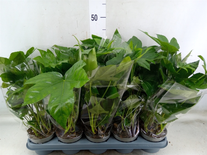 <h4>Fatsia japonica   ...</h4>