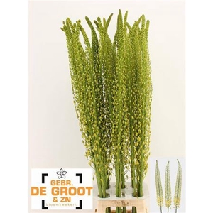 Eremurus Sh Yell Sun