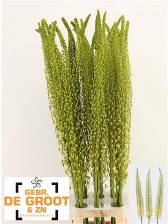 <h4>Eremurus Sh Yell Sun</h4>