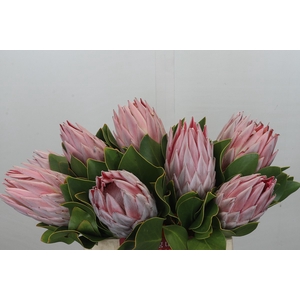 Protea Cynaroides