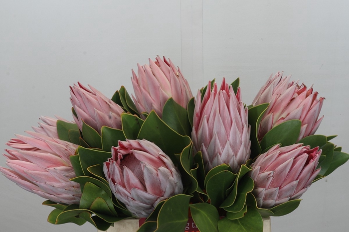 <h4>Protea Cynaroides</h4>